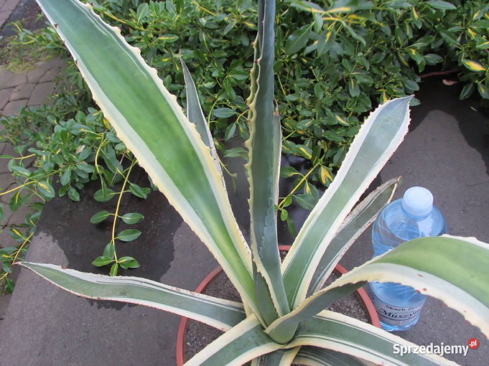 Kilkunastoletnia dwukolorowa agawa Agave Kraków