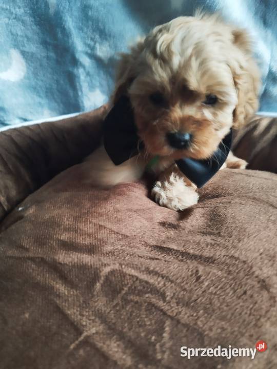 Cavapoo f1b Kraków