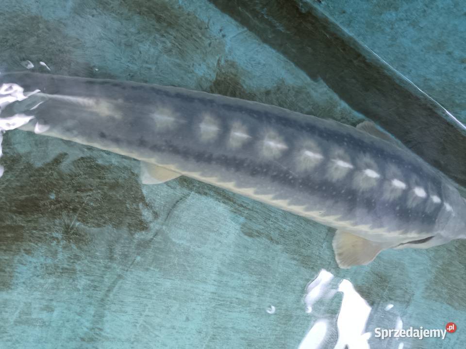 Jesiotr NIEBIESKI XXL ok 100 Celebryta widoczny Nowa Ruda
