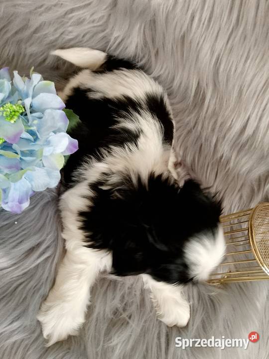 Śliczny piesek rasy ShihTzu wielkopolskie Kępno sprzedam