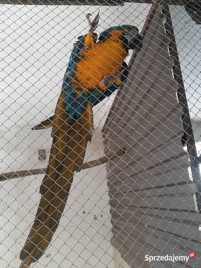 Ara ararauna samiec 22r