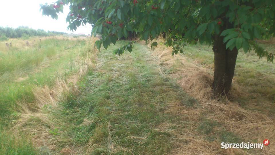 sprzedam zbiór czereśni wiśni śliwek