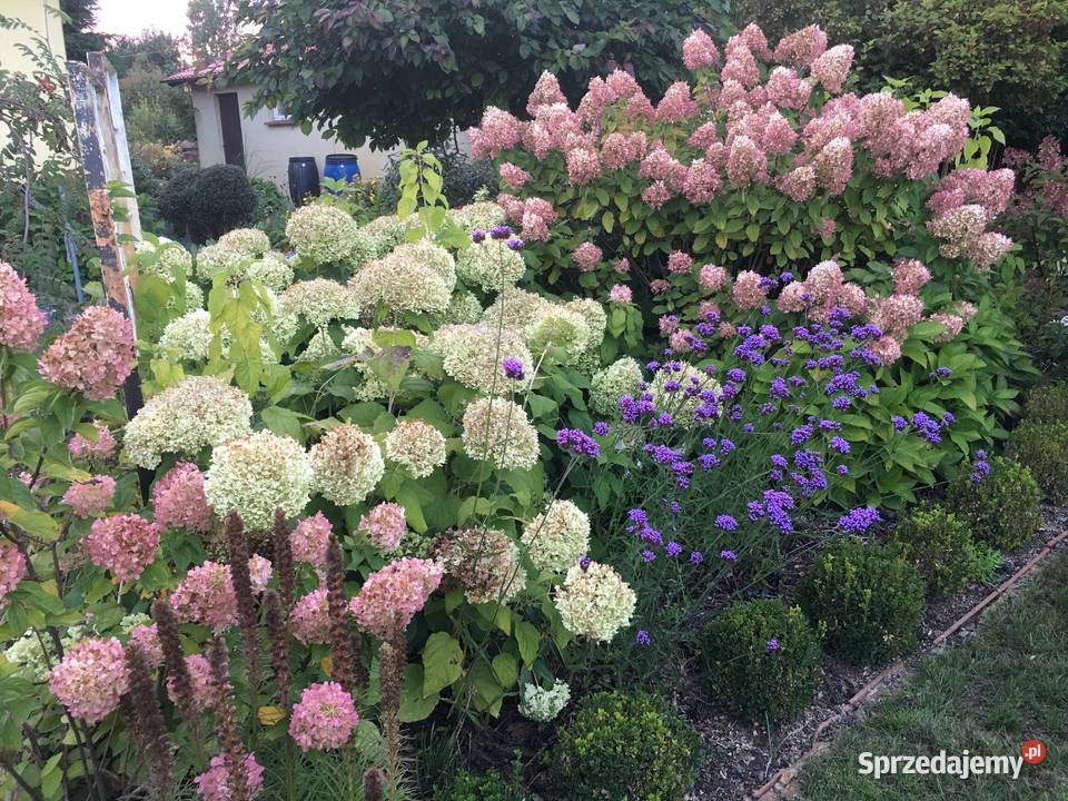 Sadzonki hortensji Anabell