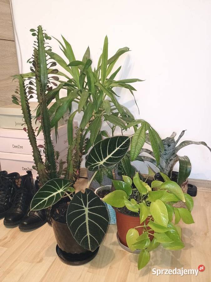 Kwiaty doniczkowe wszystko Pozostałe Lubartów