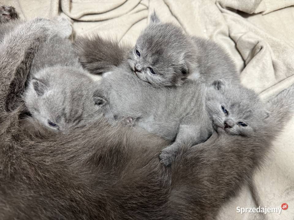 Kotki brytyjskie Kozienice sprzedam