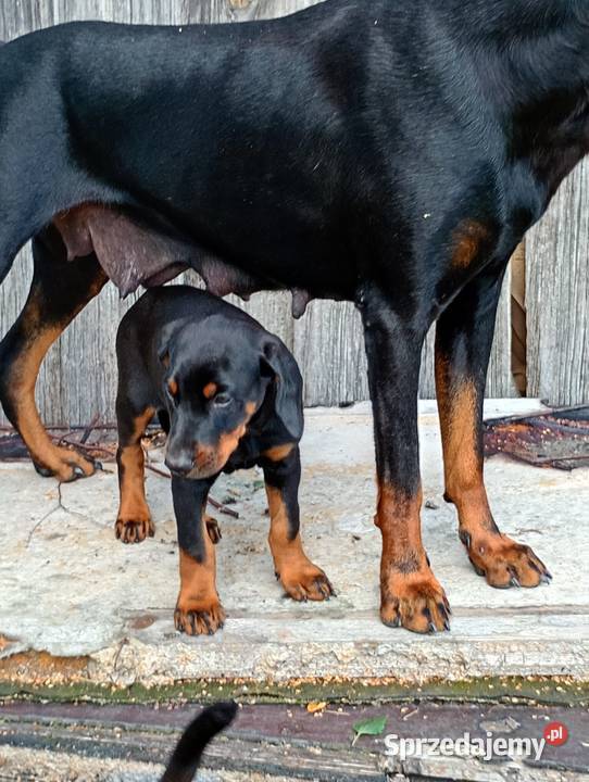 Dobermany szczeniaki mocne!!