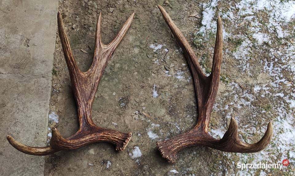 Poroże łosia para podkarpackie Brzozów