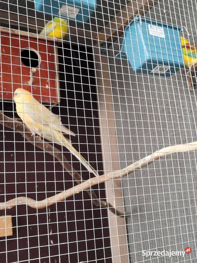 Swiergotki woliera 6 3parki