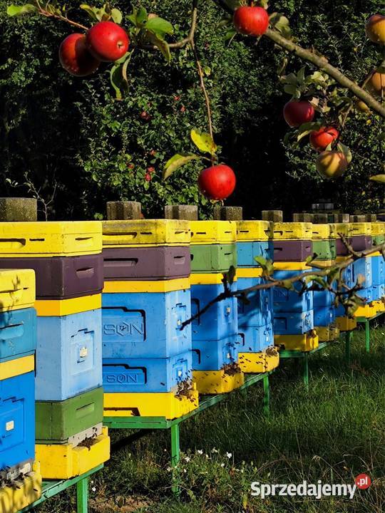 Miód Nawłociowy 2026 z własnej pasieki 12 Miody i produkty pszczele