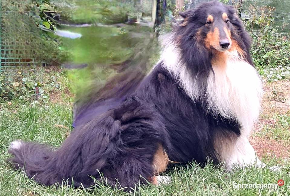 Owczarek szkocki Collie długowłosy szczeniaczki Bełchatów