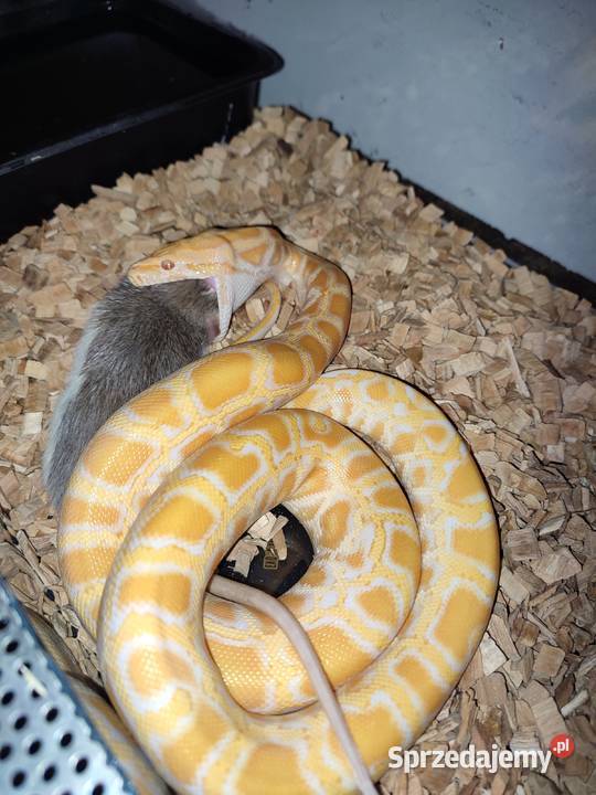 Pyton birmański Wejherowo