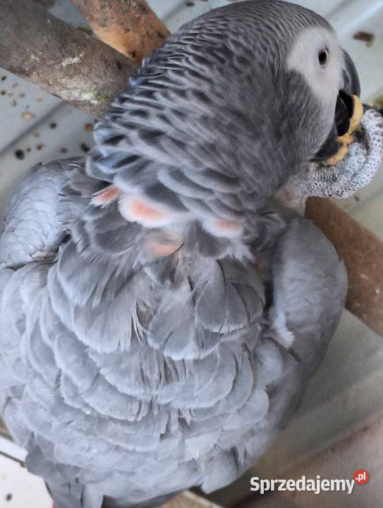 Żako dorosła samica z czerwonym faktorem Opole