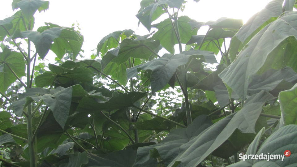 Sadzonki korzeniowe paulowni Hybryda 9503 Opole