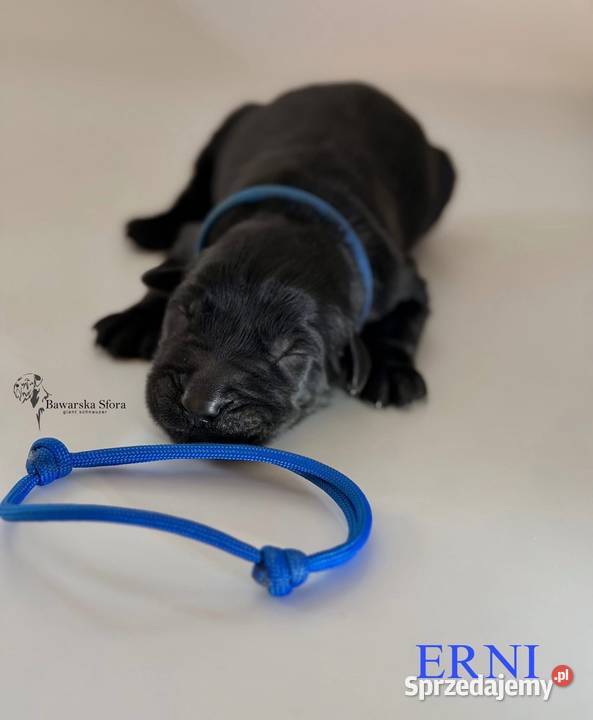 Sznaucer olbrzym Czarny