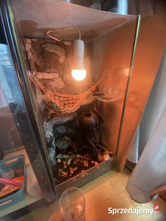 gekon orzęsiony odmiany dalmatian z terrarium Kraków