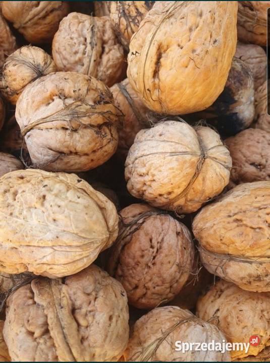 Orzechy włoskie JACKI świeże Łódź sprzedam