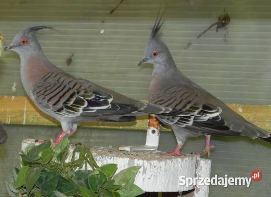 Aborygeny długoczuby Brzesko