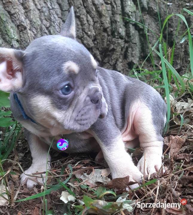 Buldog francuski piekne suczki Pabianice