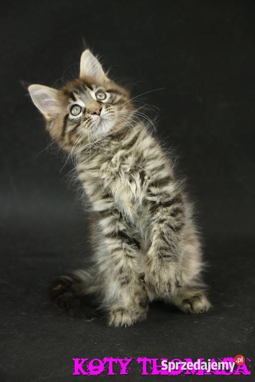 Klasycznie cętkowany kocurek Maine Coon wielkopolskie Poznań