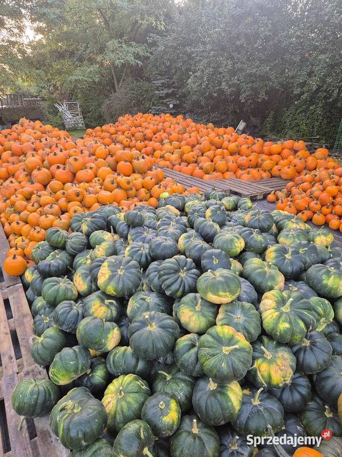 Dynia dynie Halloween Jadalne Ozdobne Duży wybór