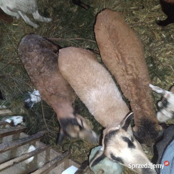 Owce Kameruny Bobrowa