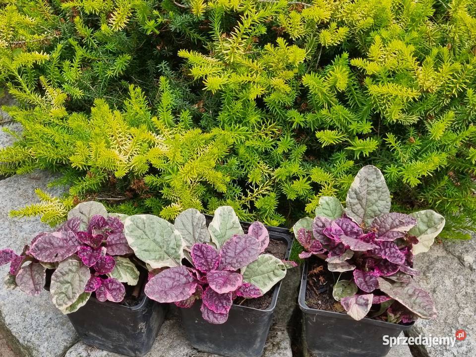 Dąbrówka rozłogowa BURGUNDY GLOW lubelskie Lublin