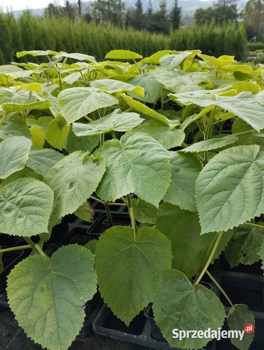 Paulownia omszona drzewo tlenowe podkarpackie Lutcza