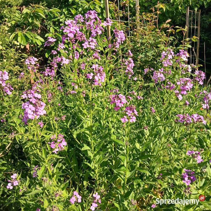 Wieczornik damski bylina do ogrodu pachnie Nowy Sącz