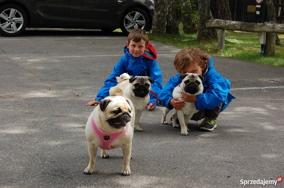 Mops sliczne szczenieta z Rodowodem