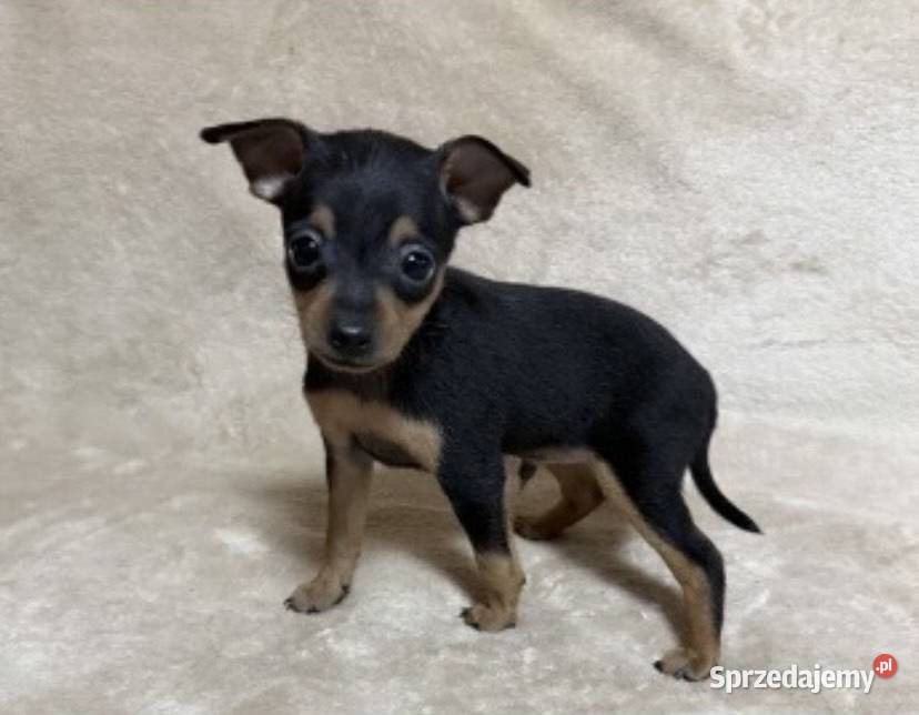 pinczer miniaturowy Opatów