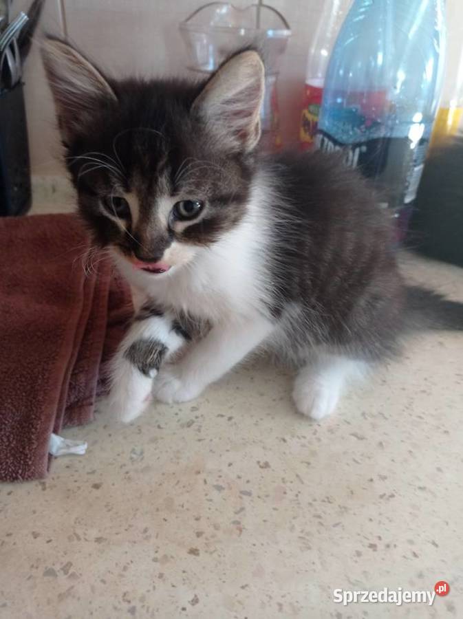 Kocurek 8 tyg Żelechów sprzedam