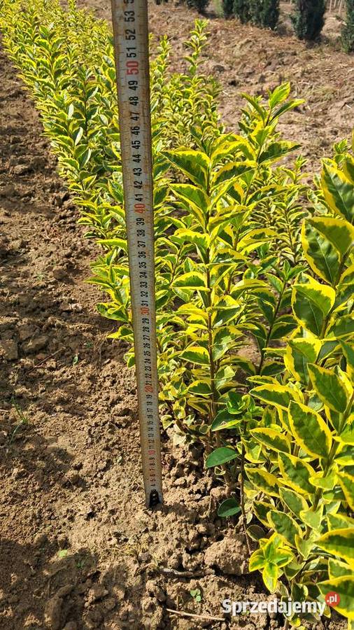 Ligustr zimolistny Aureum 4080 5 sprzedam