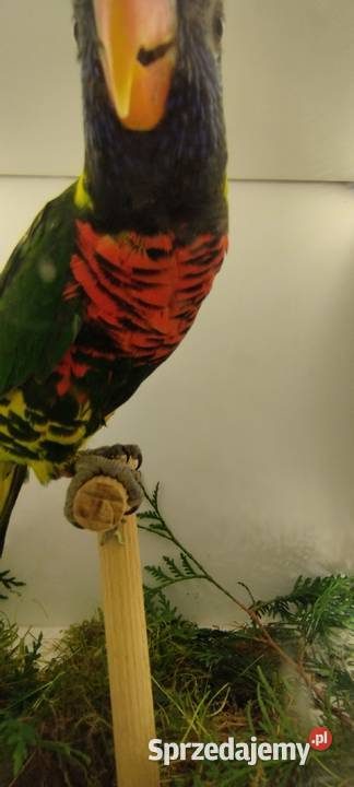 Lorysa Górska Brenna