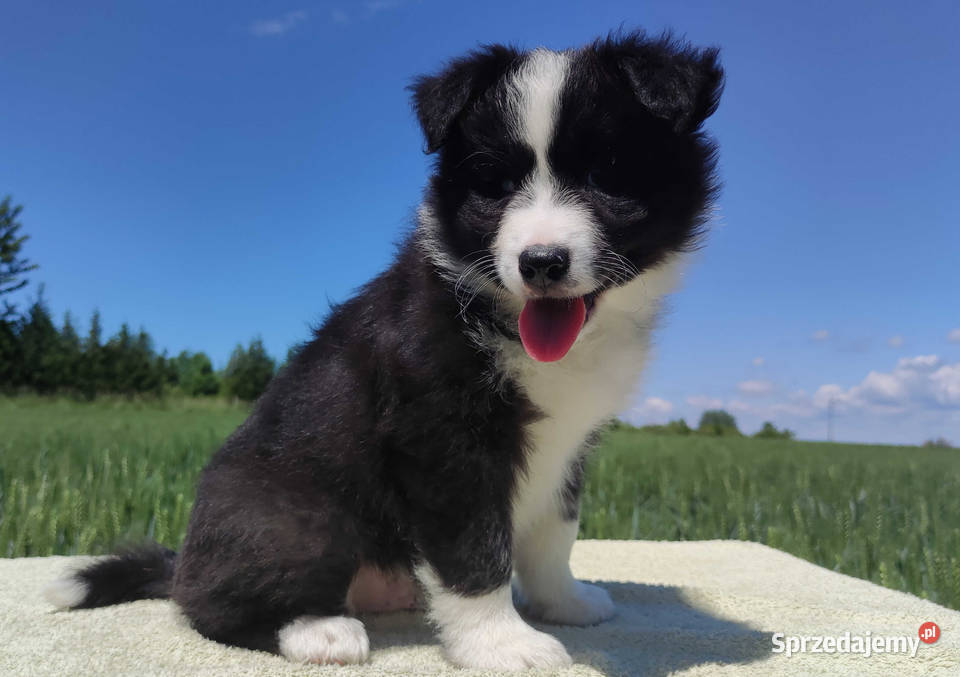 Piękny czarnobiały Border Collie pies ZAFIR z Iwonicz