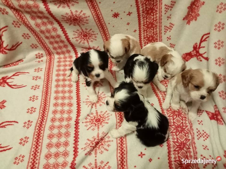 Cavalier king charles spaniel gotowe do zmiany lubelskie Kurów