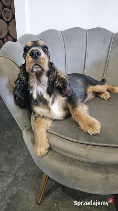 Cocker spaniel angielski opolskie Jasienie