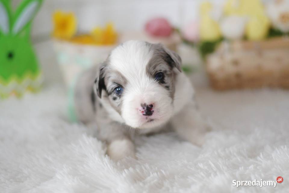 Amerykański Owczarek Miniaturowy FCI Pozostałe zachodniopomorskie Drawno