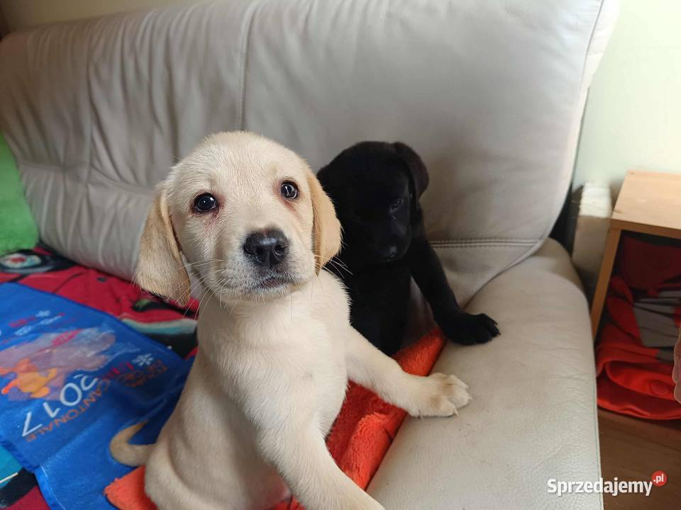 Labrador BielskoBiałą