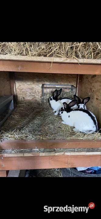 Króliki srokacze samce samice