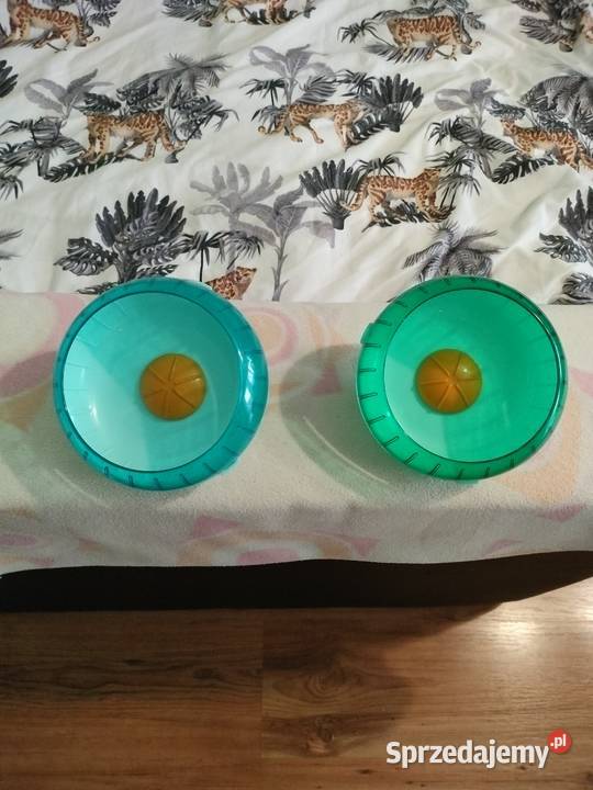 kołówrotki chomika Głogów