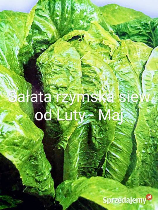 Kapusta stożkowa biała wczesna słodka pyszna Kraków