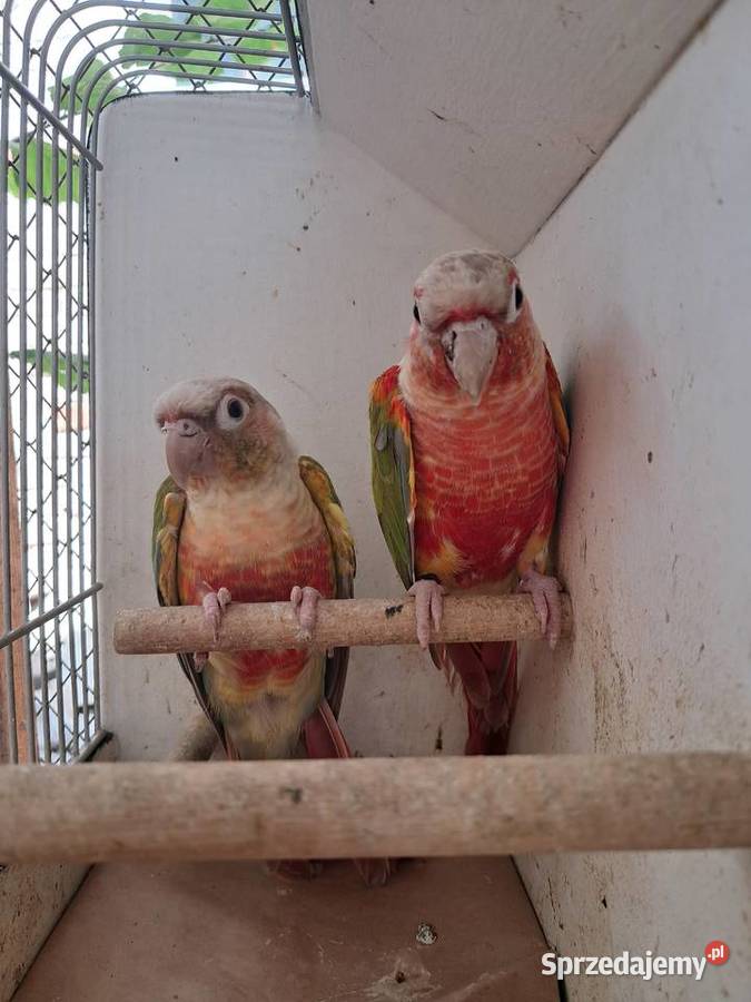 RudosterkaRudosterki podkarpackie Tryńcza sprzedam