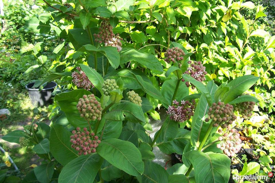 trojeść amerykanska Bydgoszcz