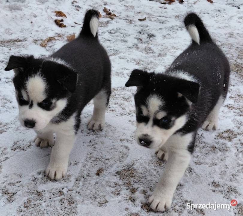 Husky Syberian Pies kujawsko-pomorskie Inowrocław