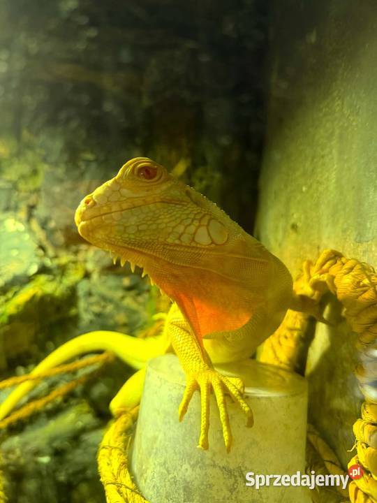 Okazja legwan albino Gady i płazy