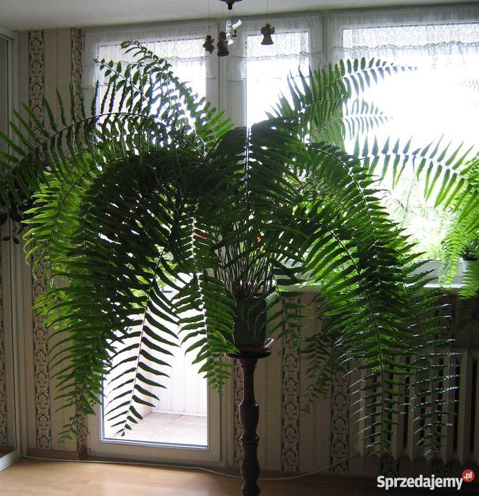 Kwiat duża paproć Opole