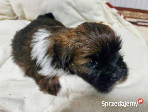 Lhasa apso szczenięta ZKwP Pozostałe warmińsko-mazurskie sprzedam