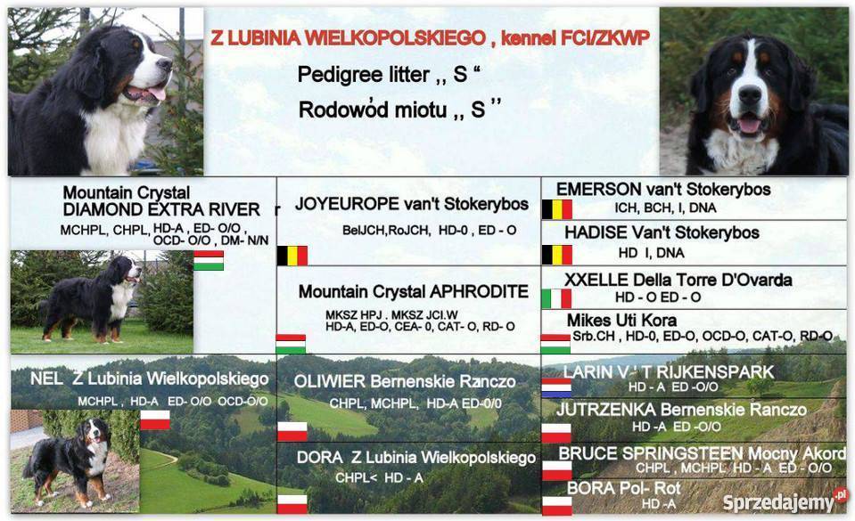 BERNEŃSKI PIES PASTERSKIszczenięta championach sprzedam
