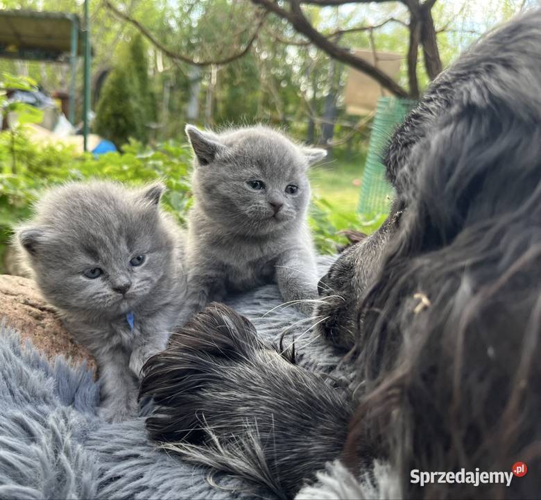 Blue boy słodkie brytyjskie kocurki łódzkie Piorunówek