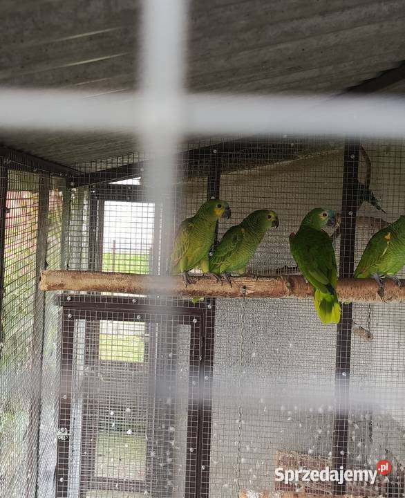 Sprzedam papugi Amazonki niebieskoczelne Amazona Żabno